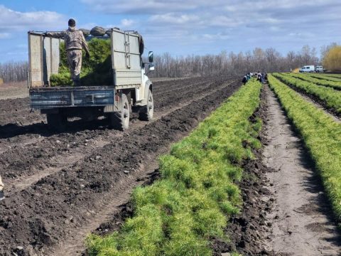 Саратовская область лучше всех в России охраняет лес