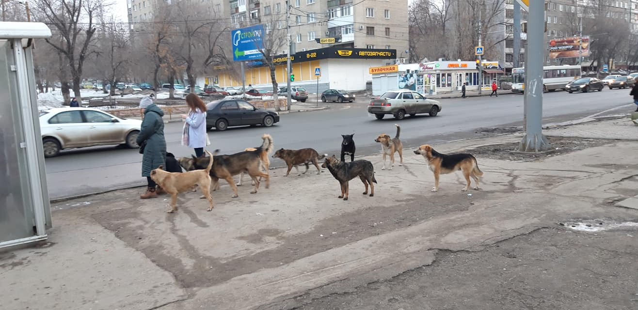 Мэрия Саратова заплатит 50 тысяч девочке за укус собакой