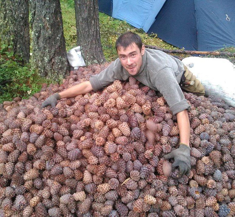 Саратовские шишки переработают и посадят