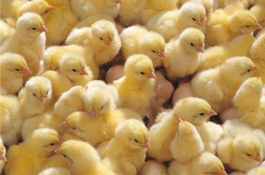 В Татарстан прибыли племенные цыплята из Чехии