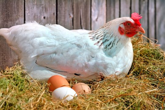 Куриные яйца и мясо снова будут дорожать