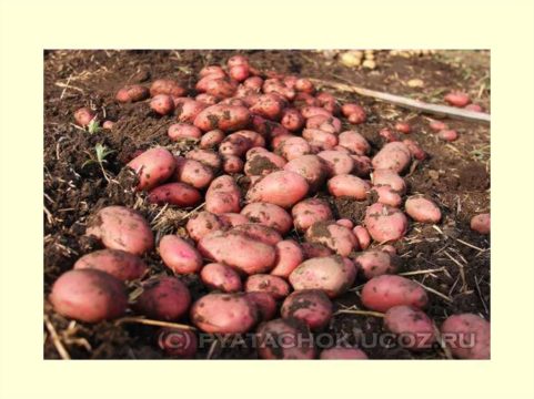 Российские школьники ознакомятся с основами картофелеводства