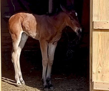 У Гамлета в национальном парке «Хвалынский» появился жеребенок