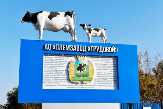 «Племзавод «Трудовой» из Маркса  в числе ведущих производителей молока в России