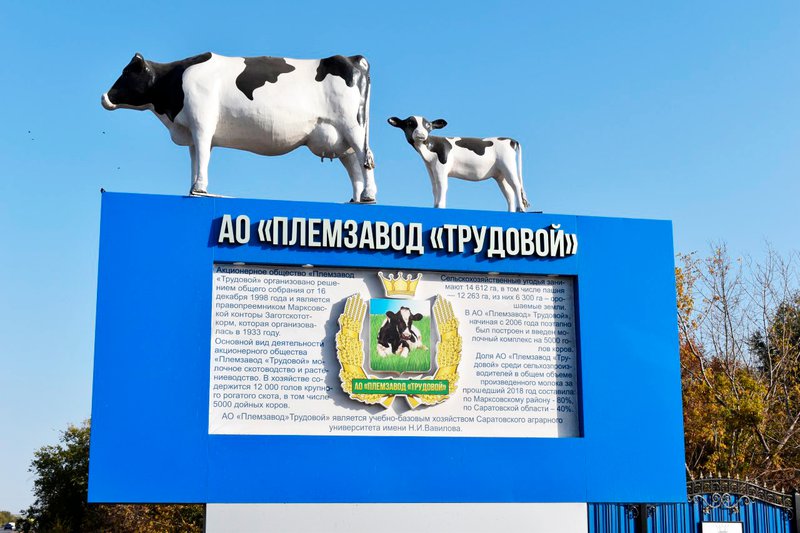 «Племзавод «Трудовой» из Маркса  в числе ведущих производителей молока в России