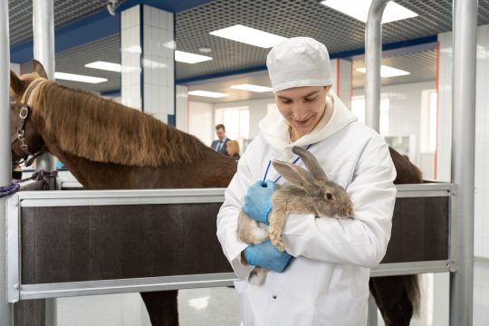 Сельскому хозяйству России остро не хватает ветеринаров