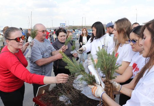 В Саратове бесплатно раздадут пять тысяч саженцев сосны