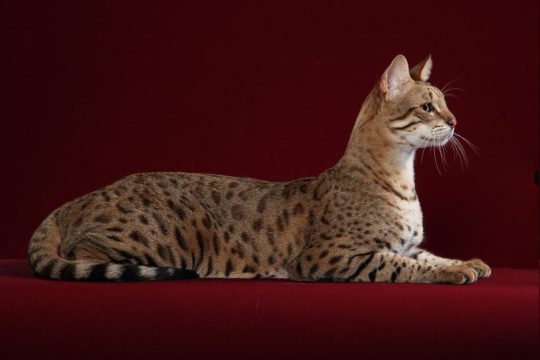 Хорошая кошка стоит 2,5 миллиона рублей
