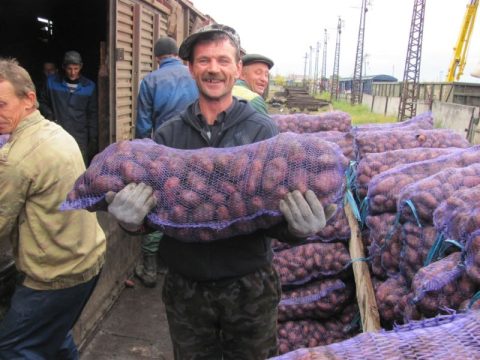 В апреле картофель в России был высажен на 20 процентах плановых площадей
