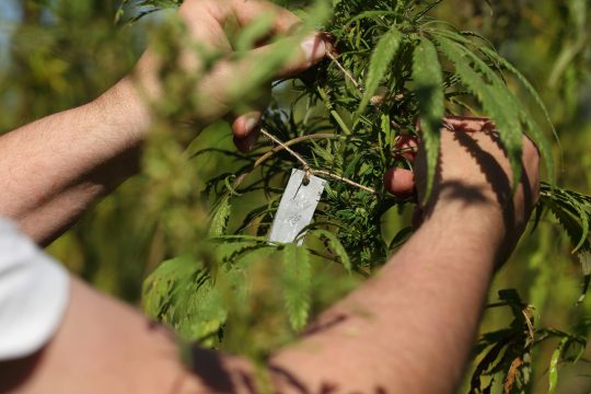 В России растут площади под посевами конопли
