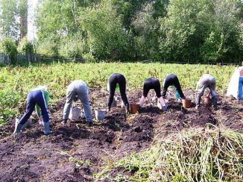 Регионы отказываются делиться картофелем