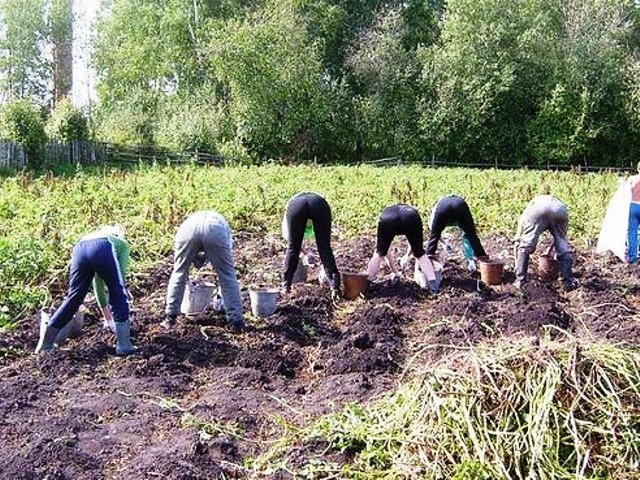 Регионы отказываются делиться картофелем