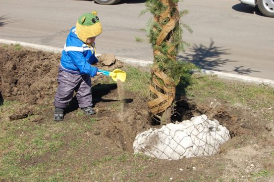 Концепция озеленения  Саратова  будет пересмотрена