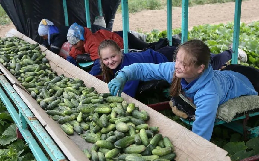 Экспорт российских огурцов достиг максимального уровня за последние годы