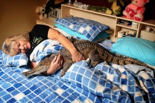 Макакам, крокодилам и тюленям в квартирах жить запретили  