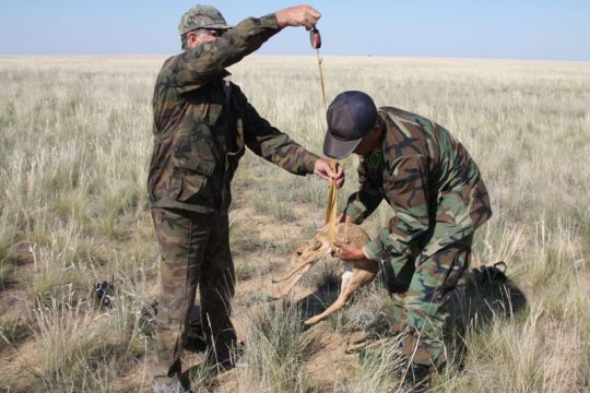В Саратовской области поймали сайгака для опытов