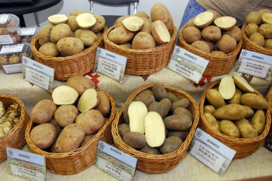 В 2025 году картофелеводов России подстерегают новые проблемы