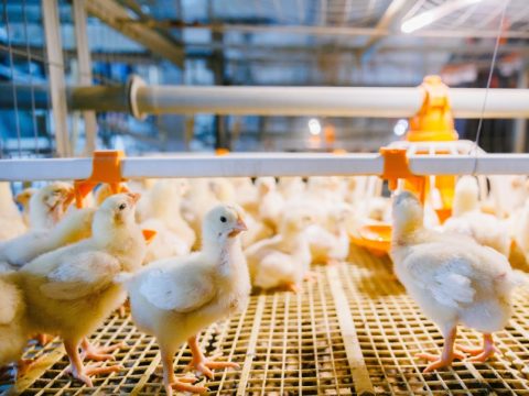 Россияне будут растить французских цыплят