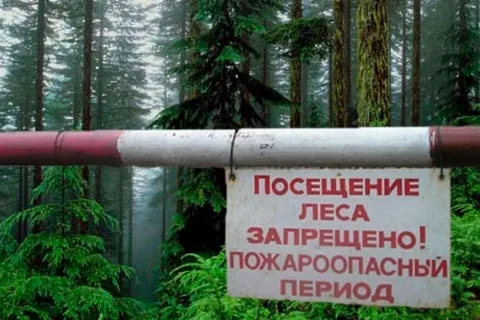 В Саратовской области введено ограничение пребывания в лесах