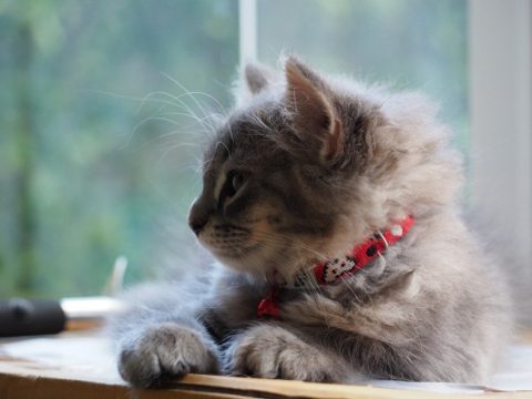 Стресс у кошки определит умный ошейник