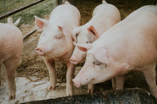 В российских регионах начались массовые учения по борьбе с африканской чумой свиней.