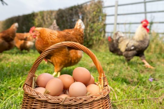 Продолжаются резкие ценовые колебания на рынке яиц и курятины