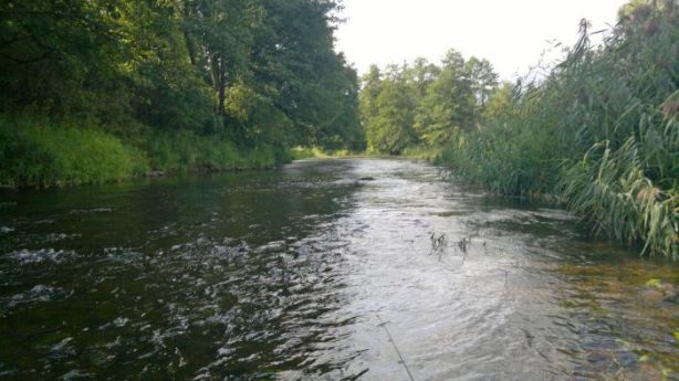 В России научились делать воду из навоза