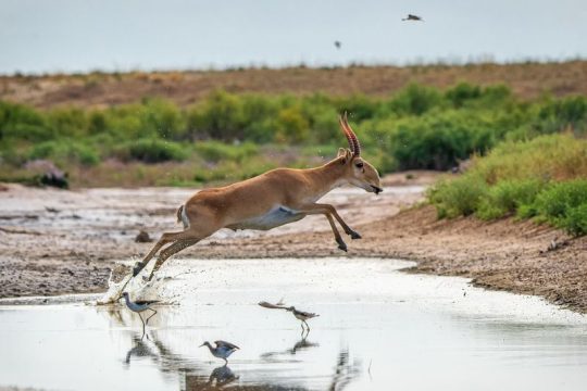Первые сайгаки пошли на колбасу!