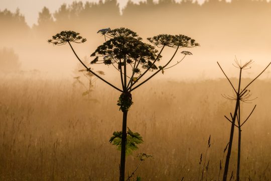 Борщевик Сосновского превратят в стройматериалы