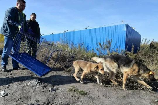 За мошенничество с отловом животных ответят в суде