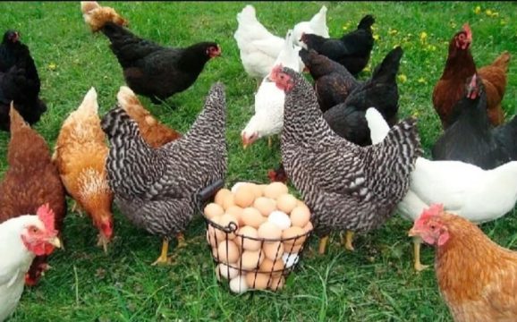 Производство мяса птицы и куриных яиц в мае заметно выросло