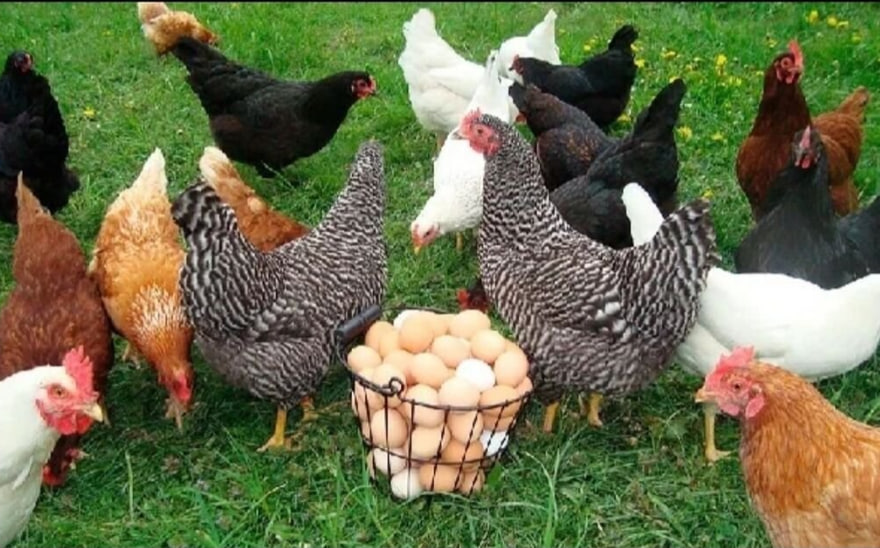 Производство мяса птицы и куриных яиц в мае заметно выросло