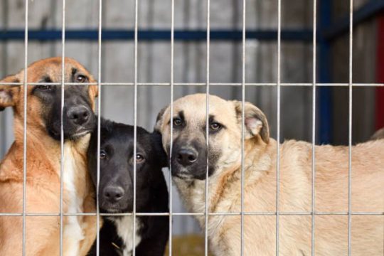 Правительство утвердило план законодательных мероприятий в сфере ответственного обращения с животными