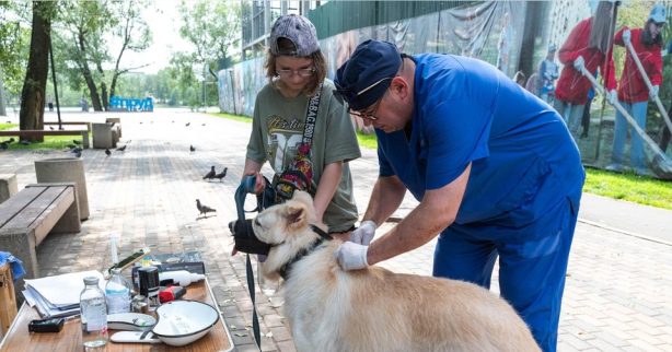 В регионе привито от бешенства более двух тысяч кошек и собак 