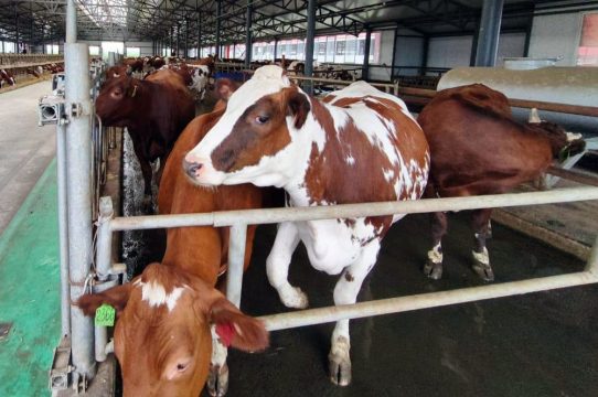 «Мираторг» представил учебное руководство по скотоводству