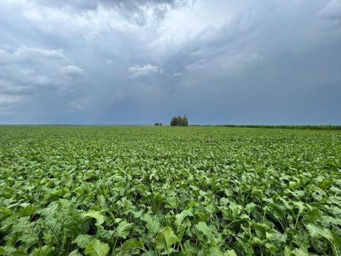 Саратовская область начала уборку сахарной свёклы раньше срока