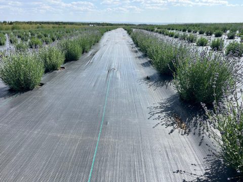 В Татищевском районе зацвела  лаванда