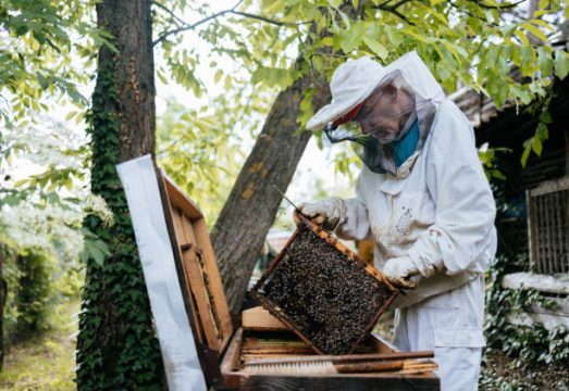 В России в 2025 году вырастет сбор мёда