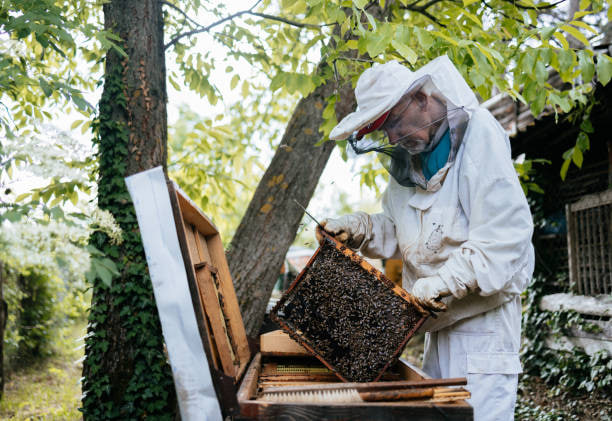 В России в 2025 году вырастет сбор мёда