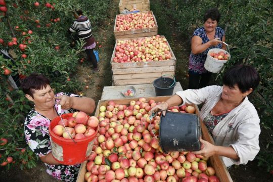 В России  соберут яблок  почти два миллиона  тонн