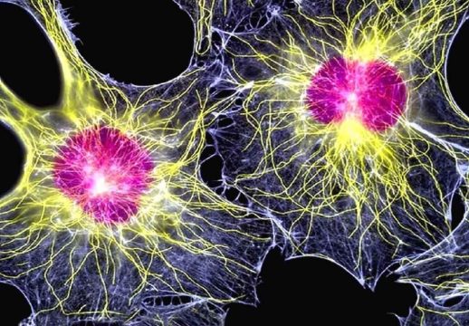 Стволовые клетки вылечат людей от депрессии