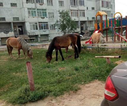 Лошадей в России начали ставить на штрафстоянки