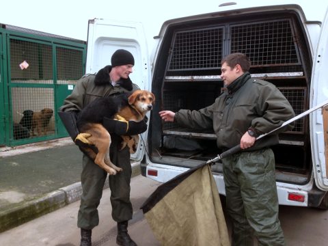 Почему ворам-коррупционерам так нравится «отлавливать» бездомных собак