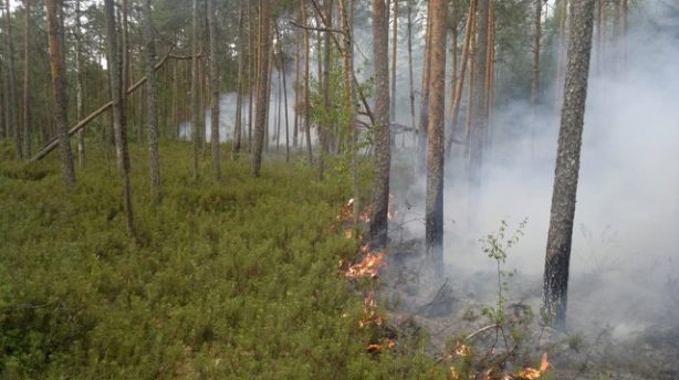 В Саратовской области вновь введены ограничения на пребывание в лесах из-за пожарной опасности
