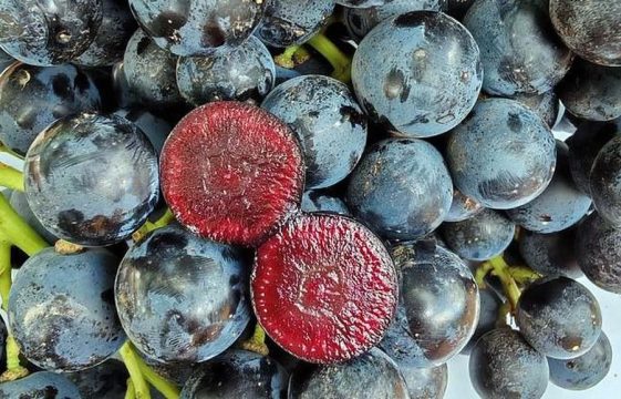 Гибрид винограда с вишневой мякотью поступил в продажу в Великобритании