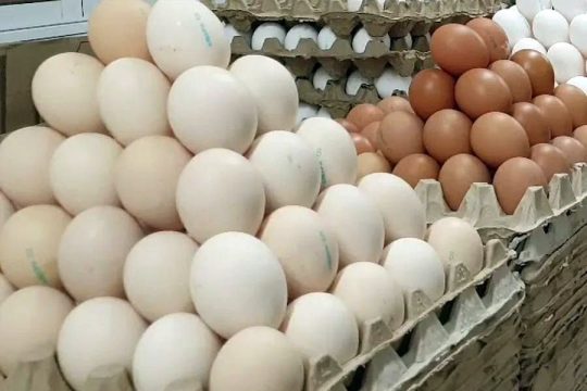 Рынок куриных яиц в России — Росптицесоюз отрицает перепроизводство, но цены продолжают падать