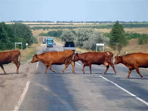 В России планируют ужесточить штрафы за выпас скота на дорогах