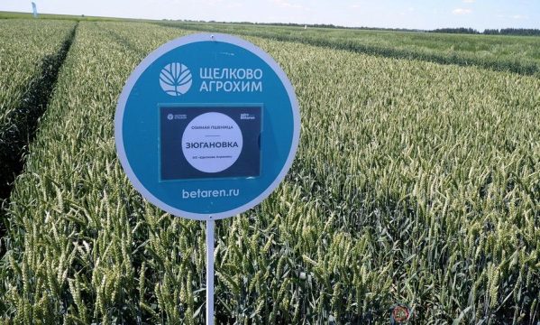 Новый сорт пшеницы «Зюгановка» установил мировой рекорд урожайности