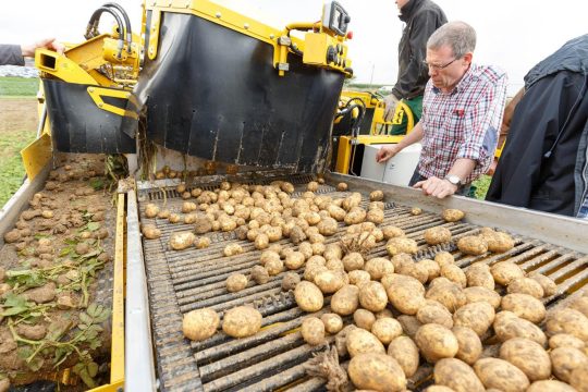 Цены на картофель в России держатся на уровне себестоимости