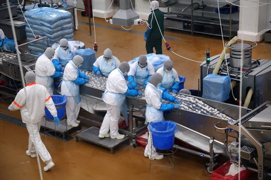 В Калининградской области построят крупнейший в России молочно-товарный комплекс